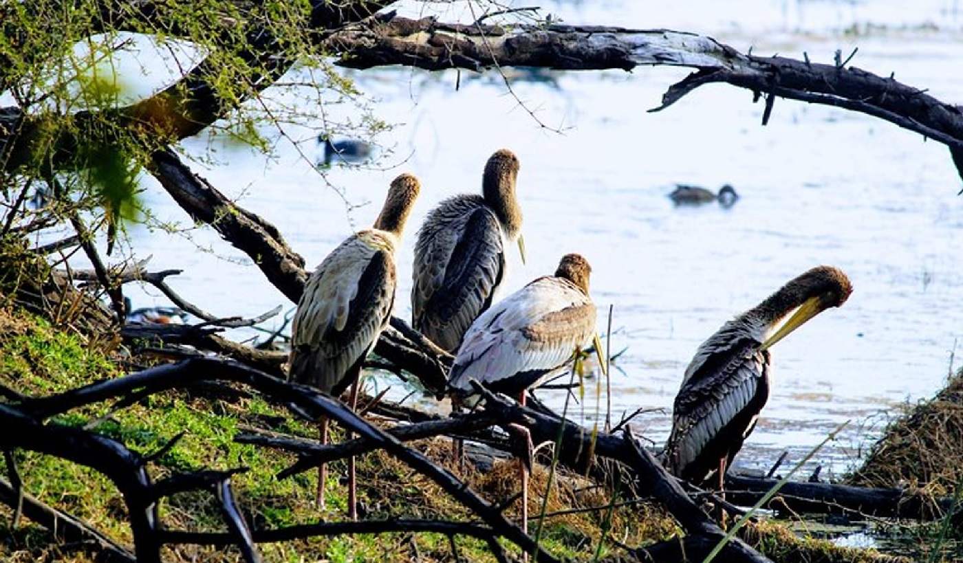 Bharatpur Bird Sanctuary