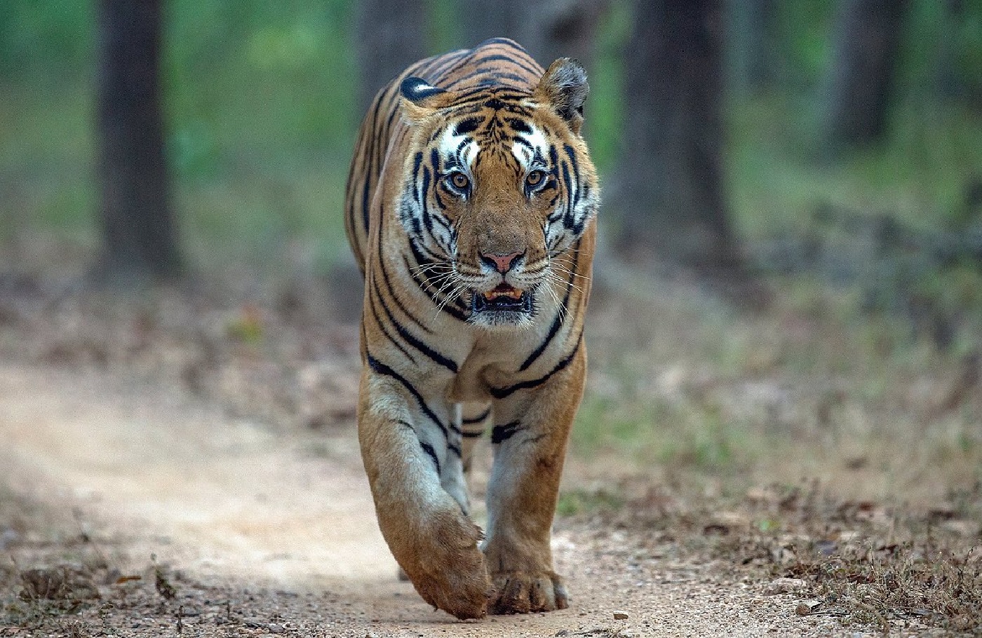 Sariska Tiger Reserve