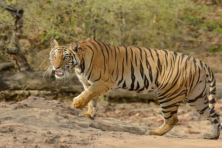 Golden Triangle with Ranthambore Tour