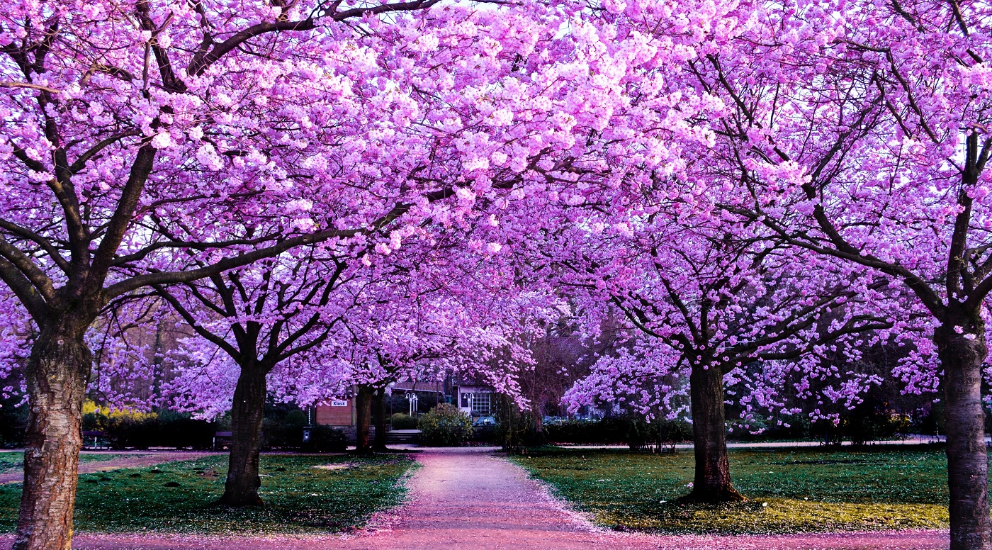 Blossom Park