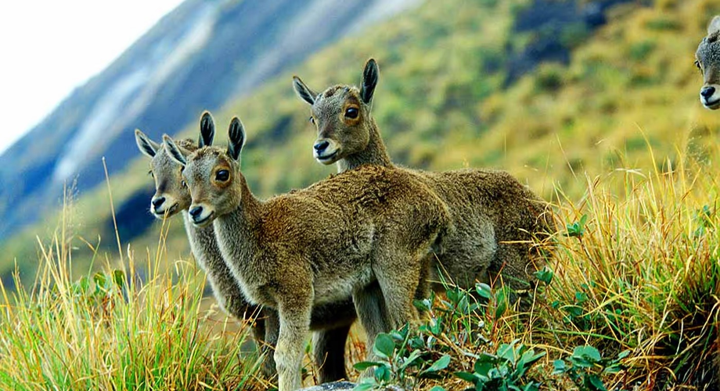 Eravikulam National Park