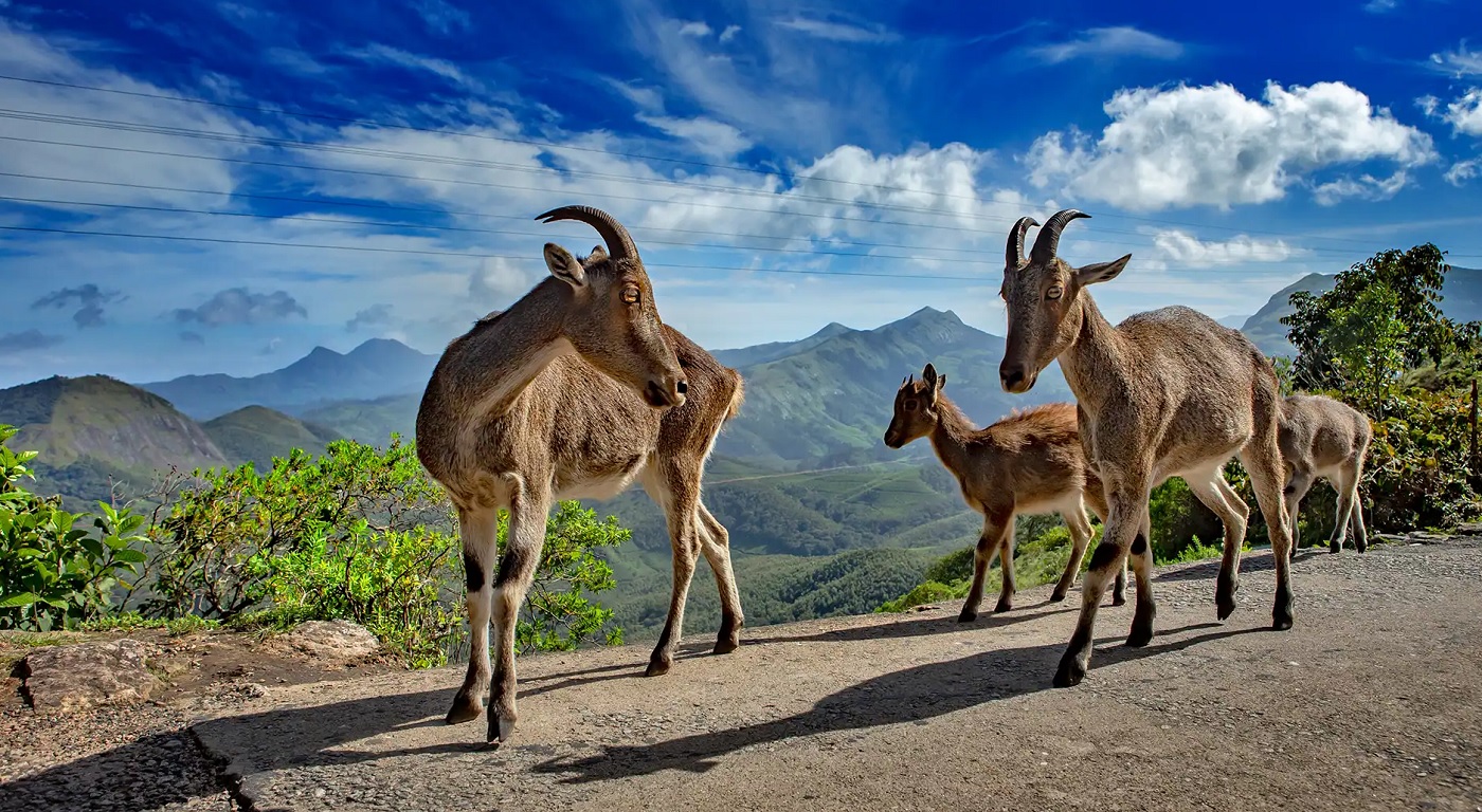 Eravikulam National Park