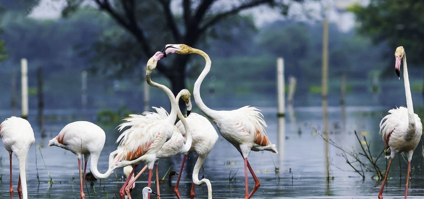 Keoladeo National Park