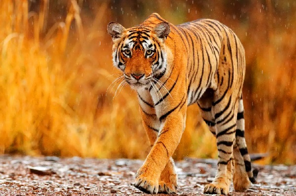 Agra Ranthambore Jaipur Jaisalmer Tour