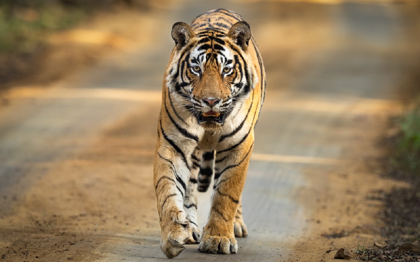 Ranthambore Tiger