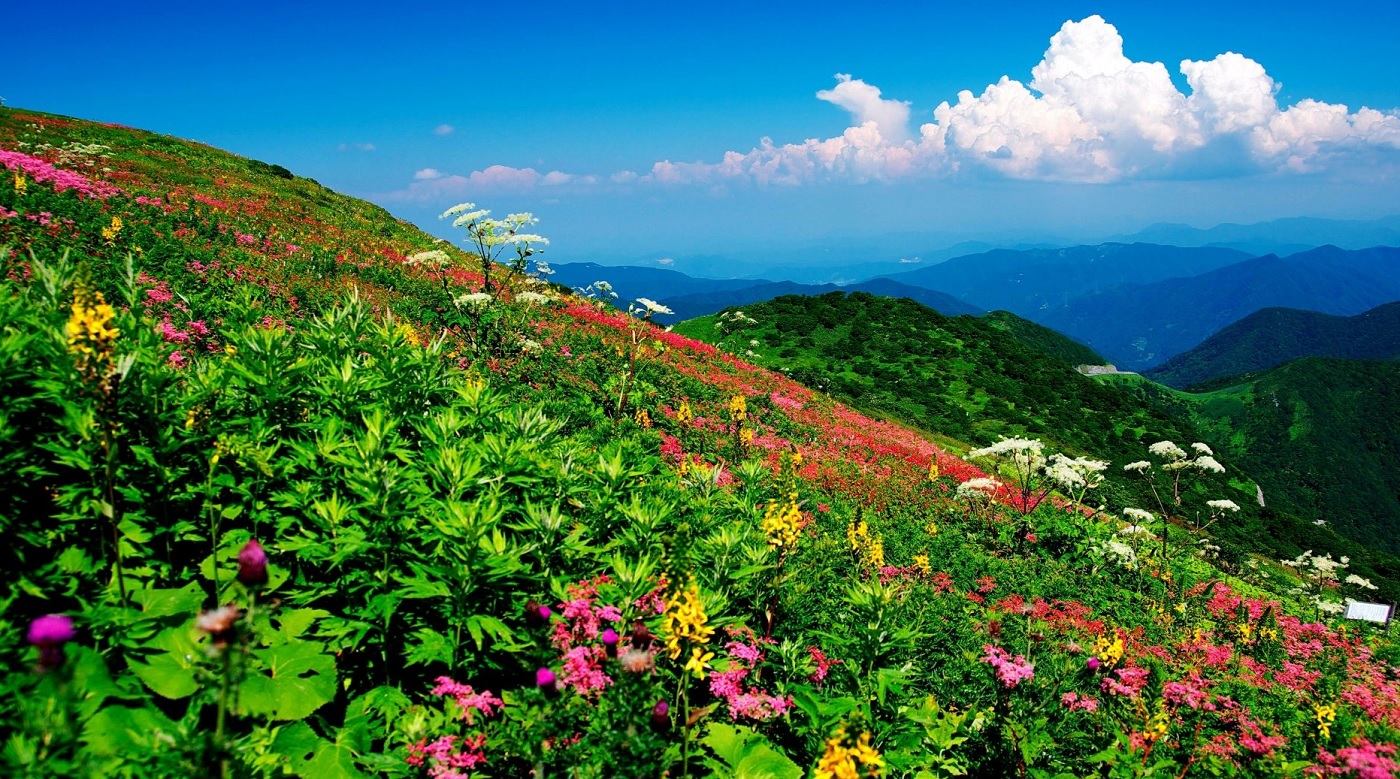 Valley of Flowers