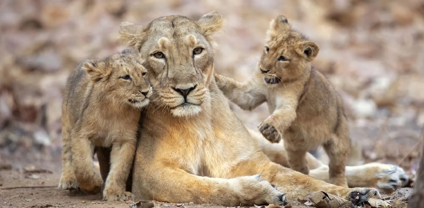 Gir National Park