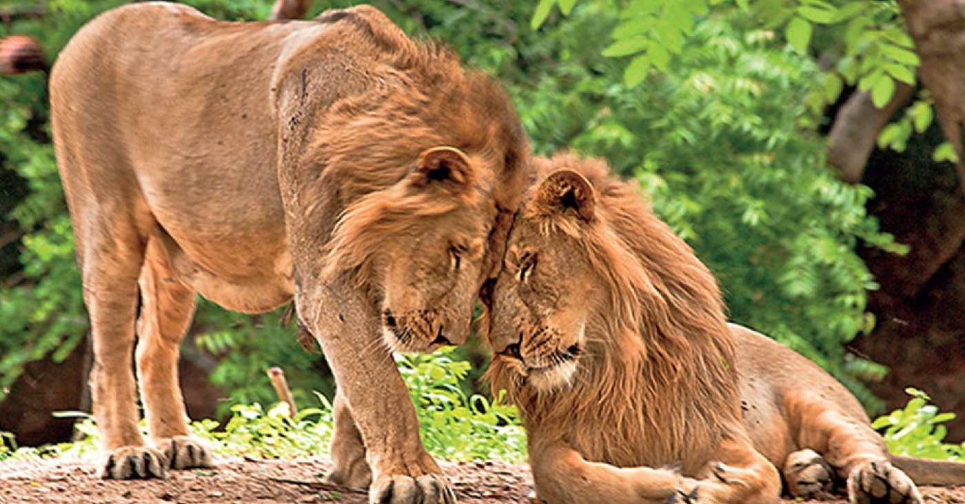 Gir National Park