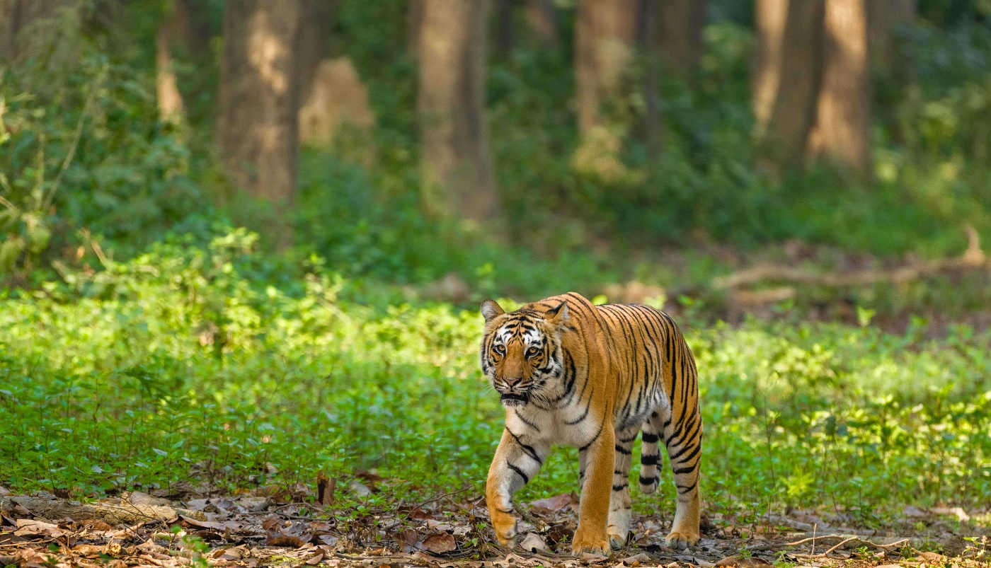 Jim Corbett National Park