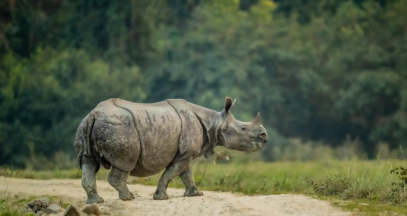 Kaziranga National Park