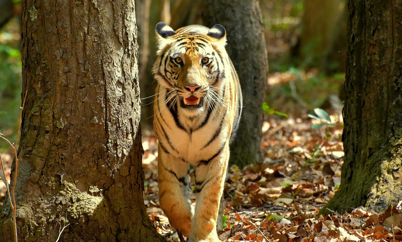 Kaziranga National Park