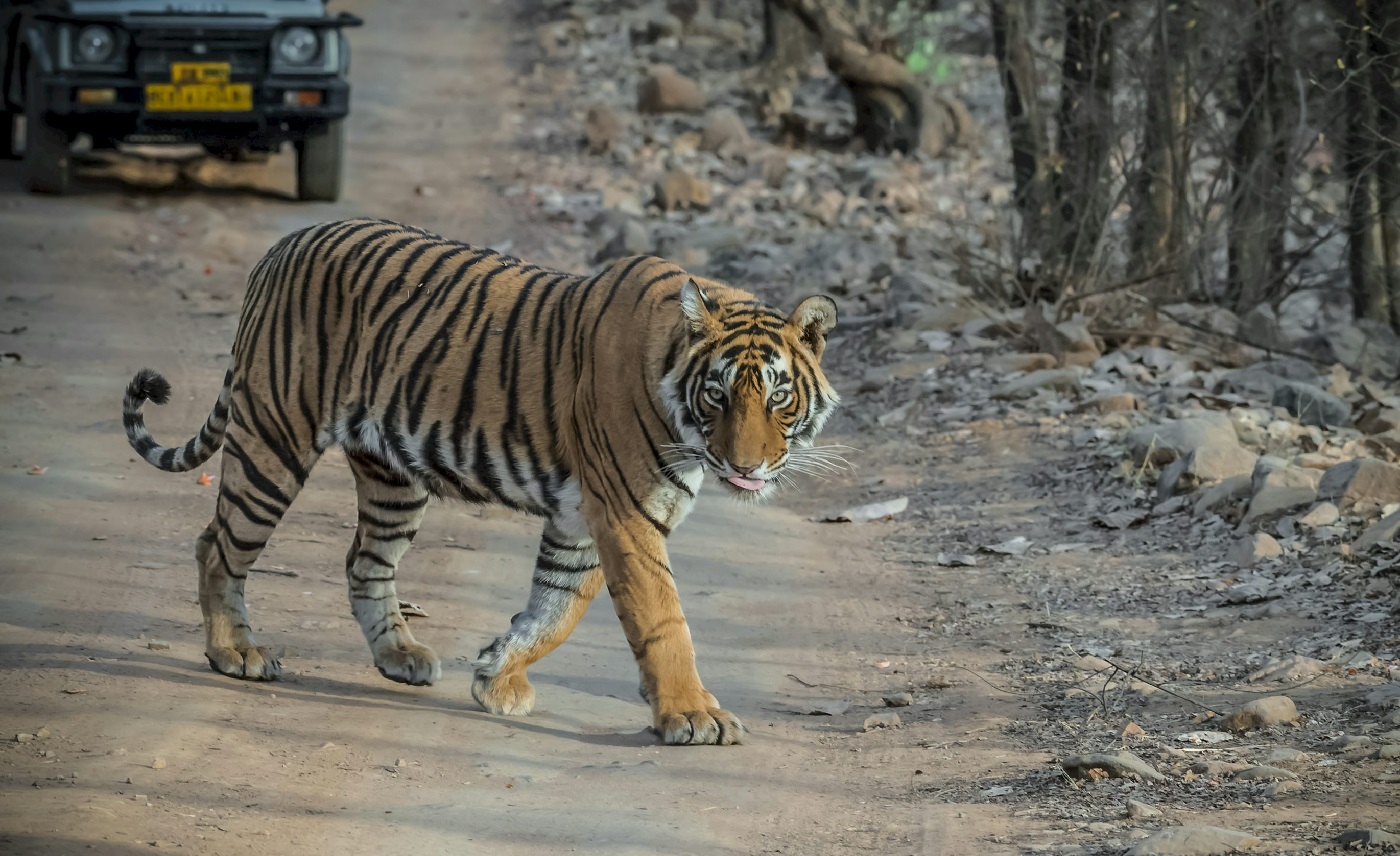 Ranthambore Tiger