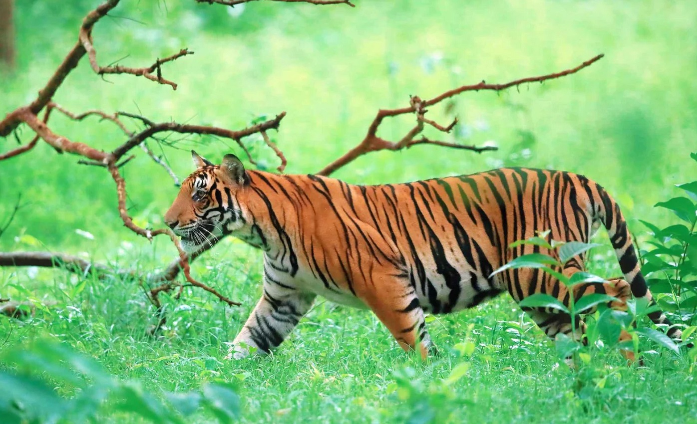 Top 10 National Parks and Wildlife Sanctuaries in India