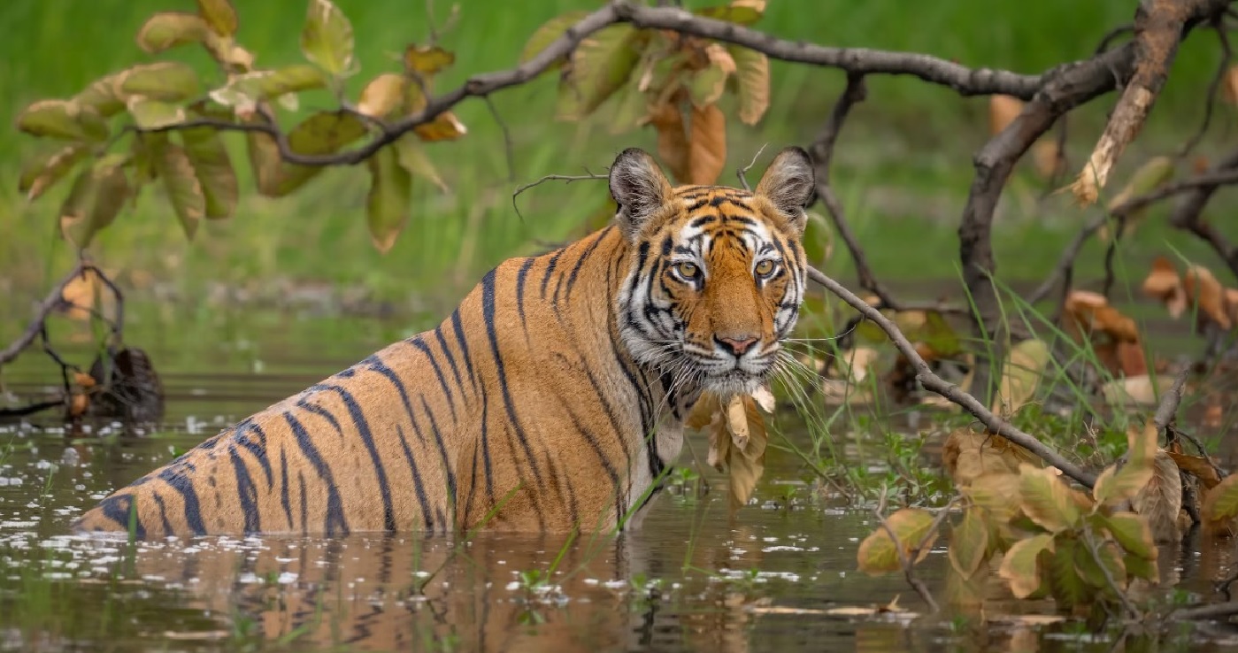 Sundarbans National Park