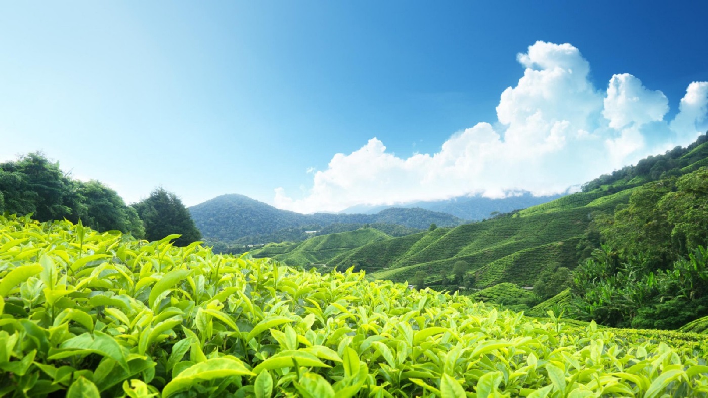 Tea Plantation Tour