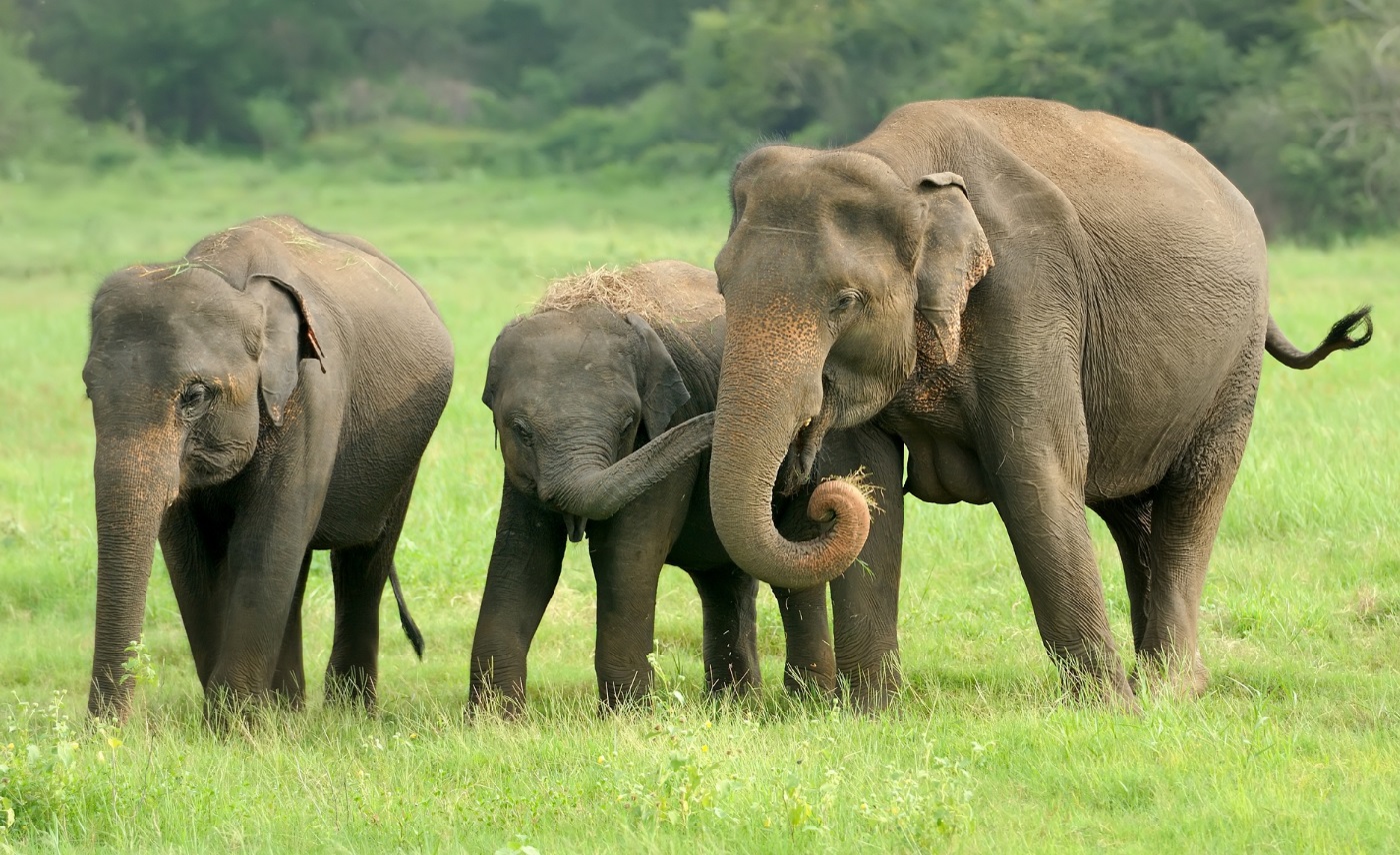Periyar National Park