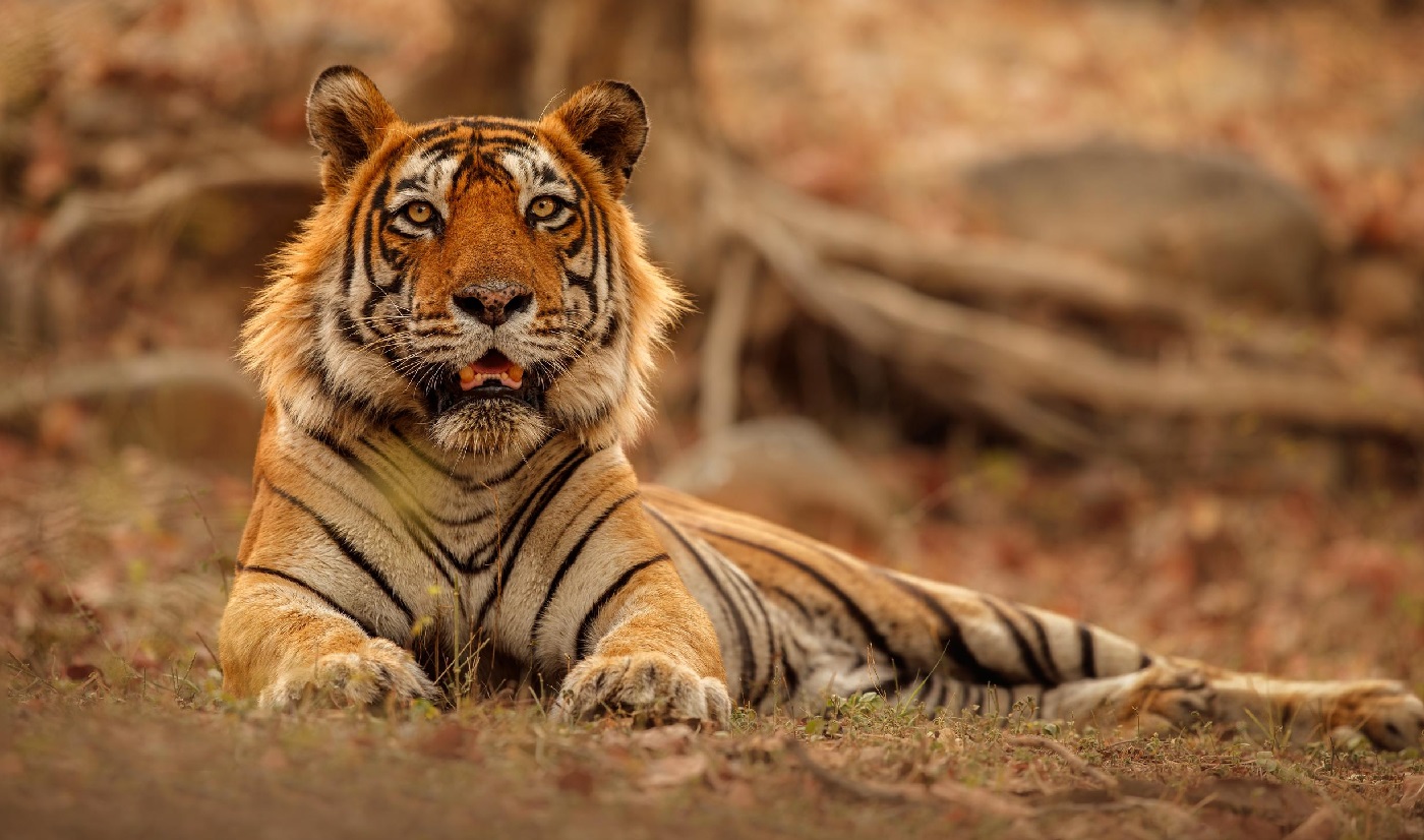 Kanha National Park