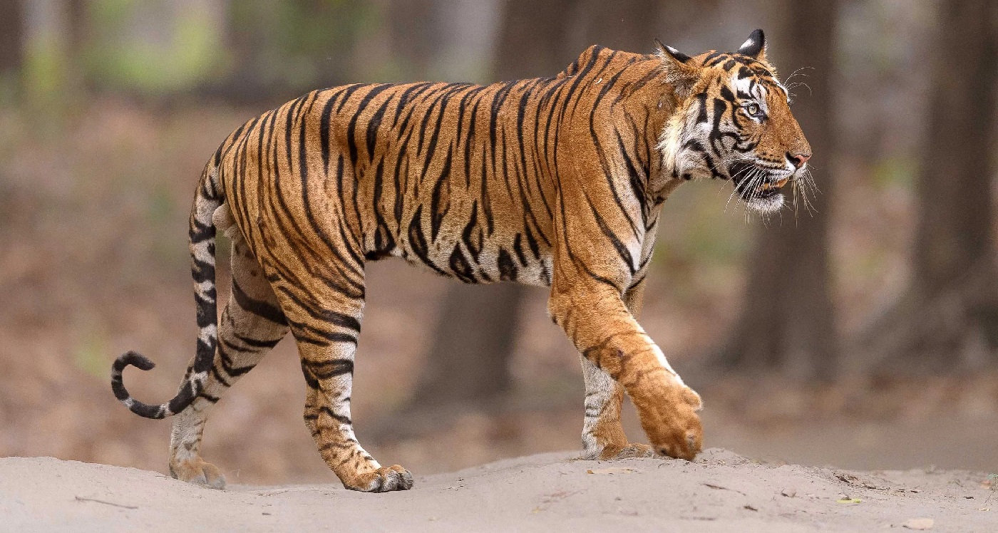 Wildlife Safaris