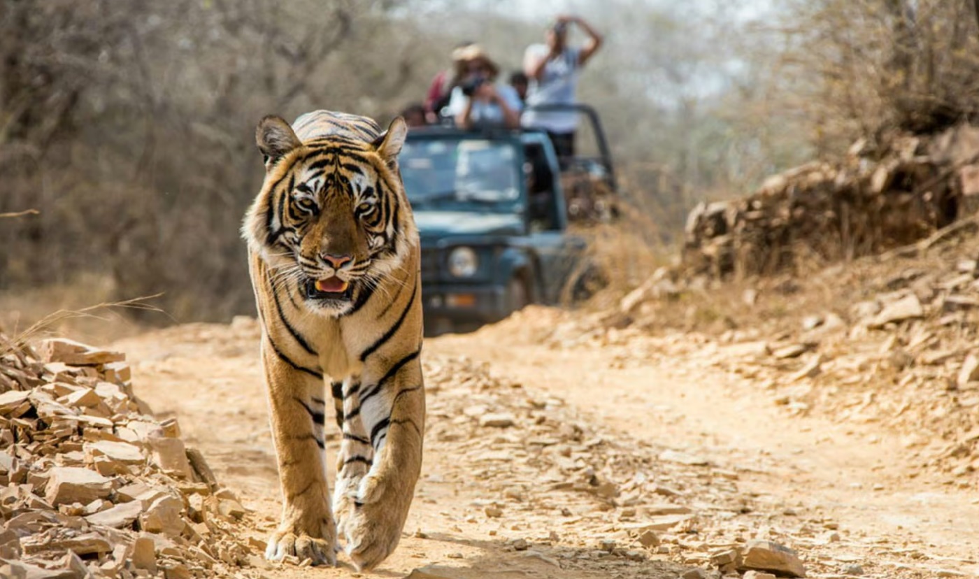Best Wildlife Safaris in India