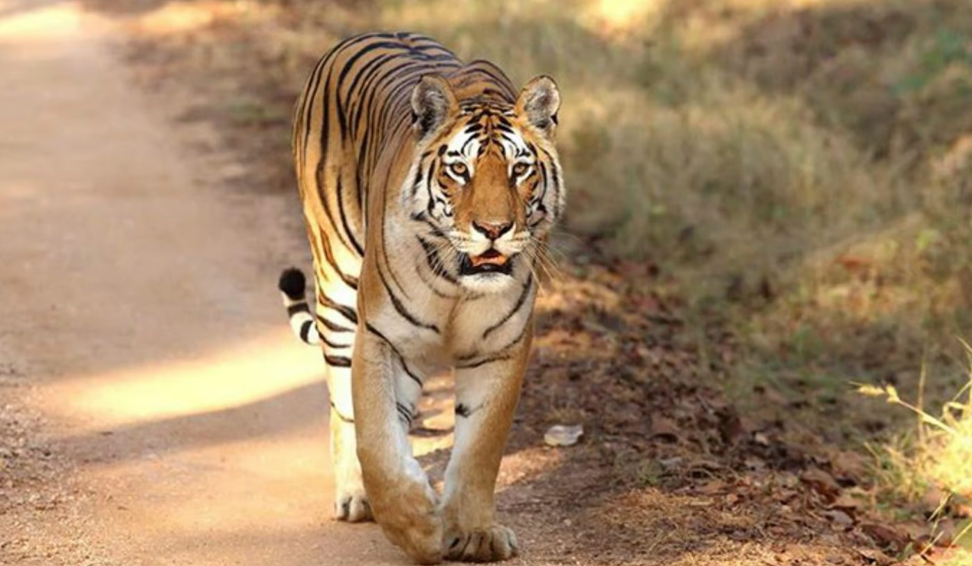 Pench National Park