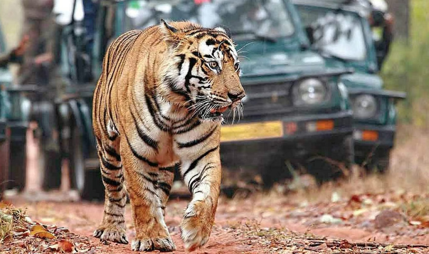 Ranthambore National Park