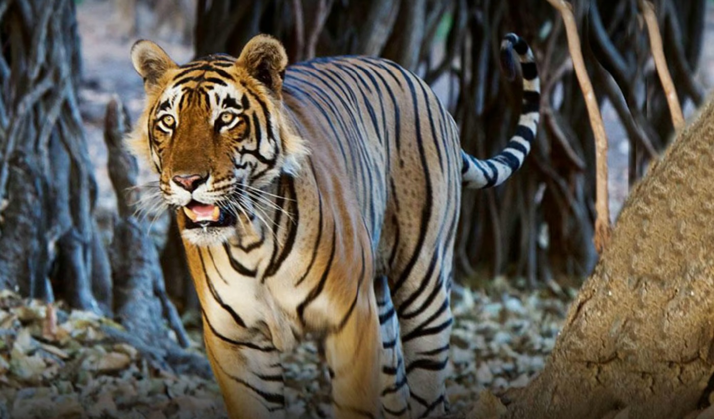 Kanha National Park